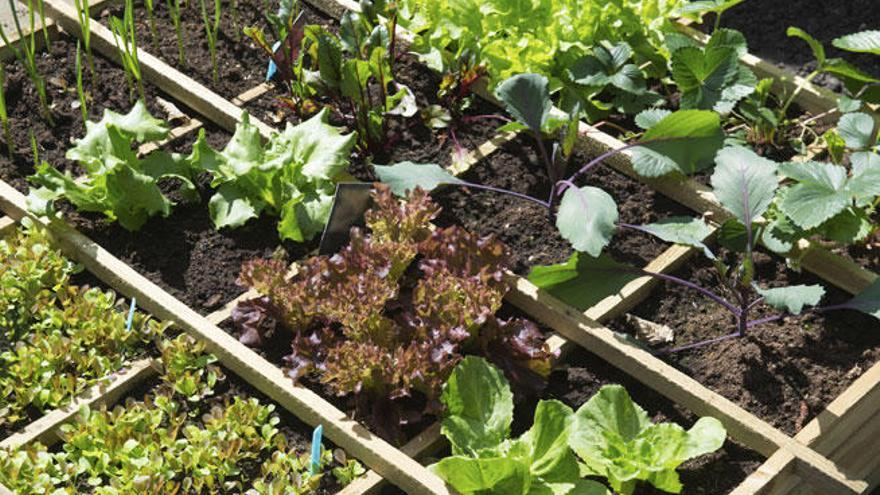 agricultura regenerativa